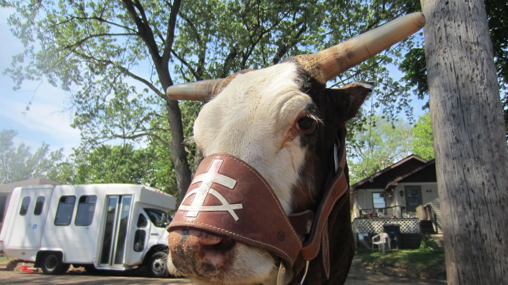 Goat with cross harness at farm